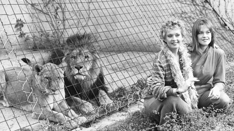 Tippi Hedren et sa fille Melanie Griffith dans l'enclos des lions du zoo de Londres, 1982